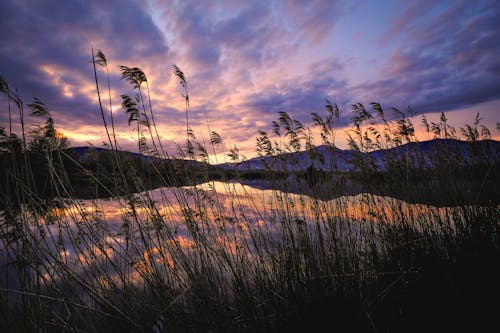Sunset over the lake with tall grasses and water
