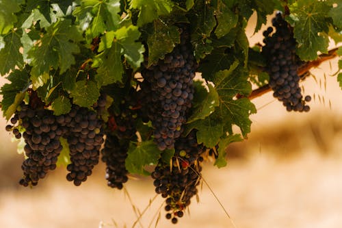 คลังภาพถ่ายฟรี ของ winegrowing, การผลิตไวน์, การเกษตร
