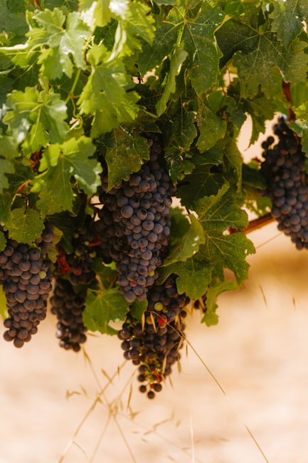 Close-up of ripe grapes hanging on vines in a Margaret River vineyard, WA.