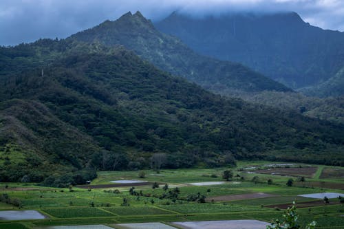 Aerial View Photography of Rice Field With Mountain Bckground