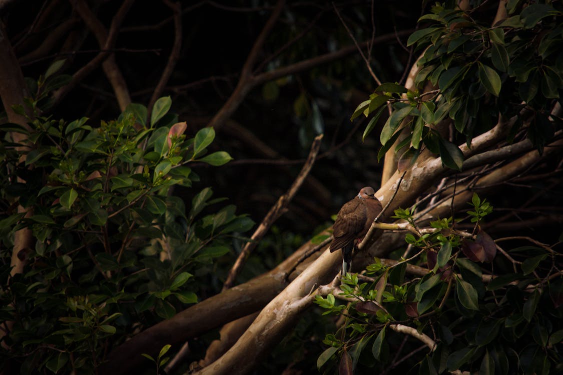 Brown Bird on Tree Branch