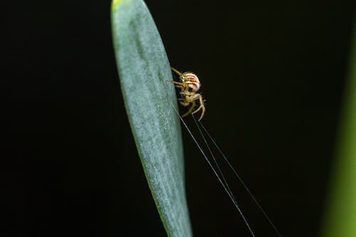 Foto stok gratis arakhnida, daun, fotografi binatang