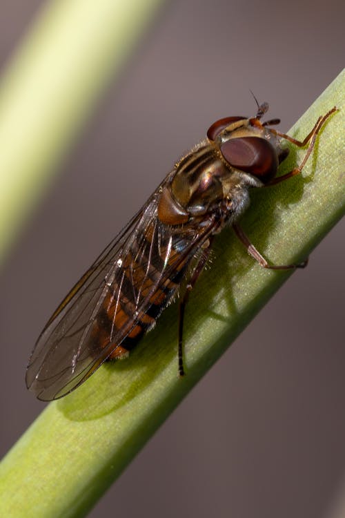 Photos gratuites de ailes, brindille, entomologie