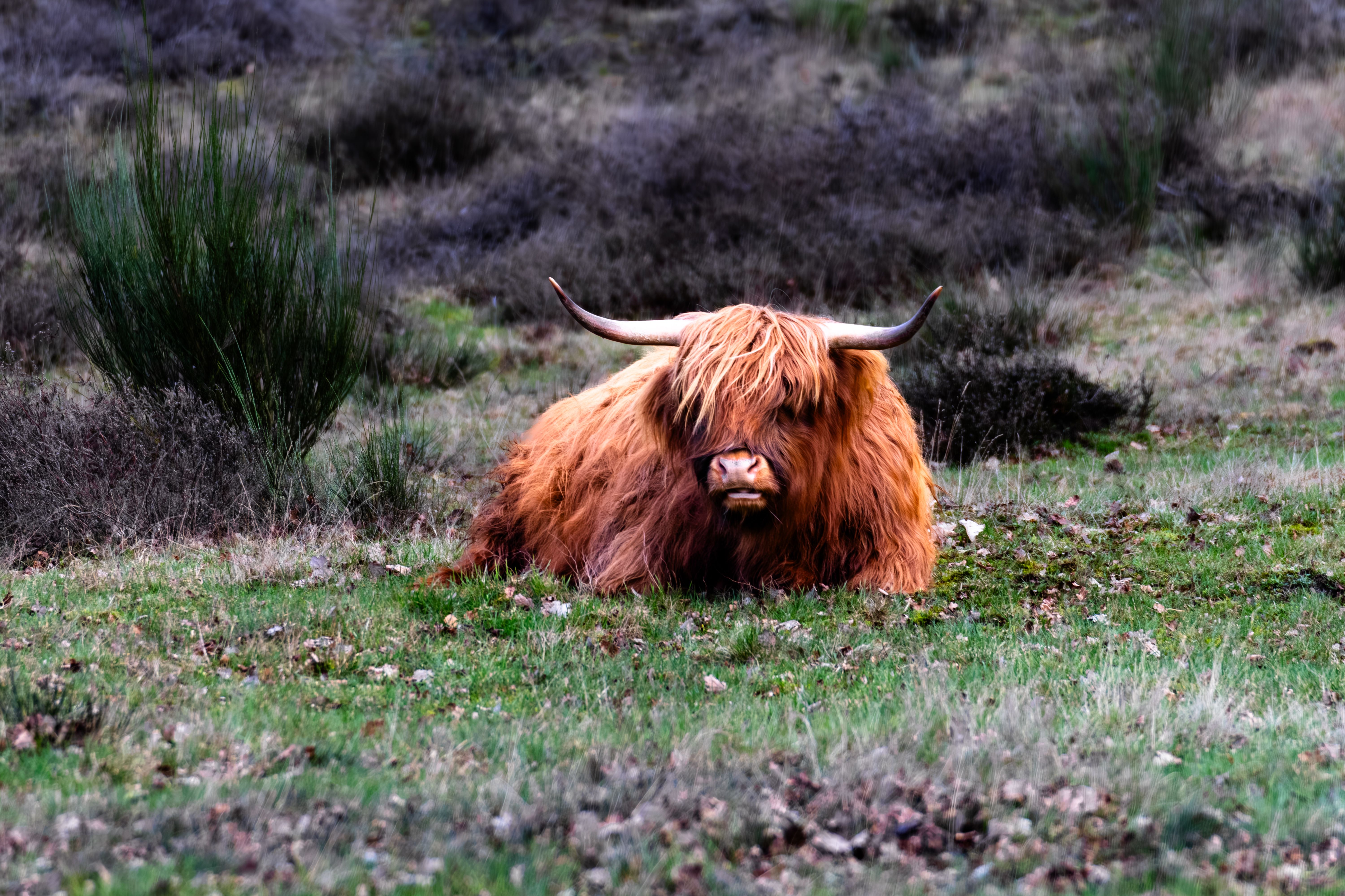 Highland Cow Experience
