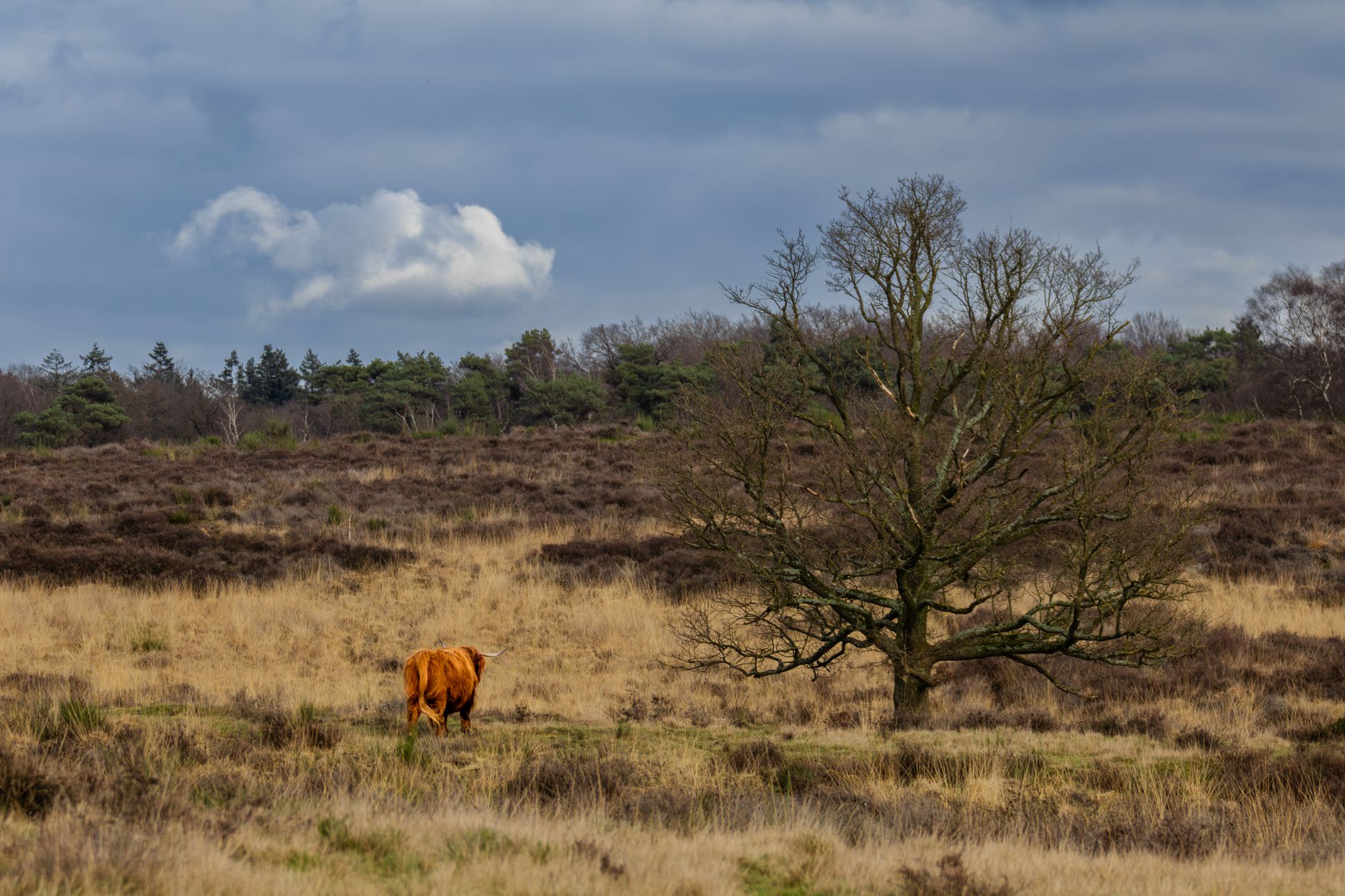 Boer in Kolderwolde mag geen koeien meer houden bij natuurgebied