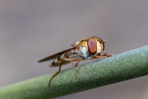 Gratis lagerfoto af blomsterstamme, dyrefotografering, entomologi