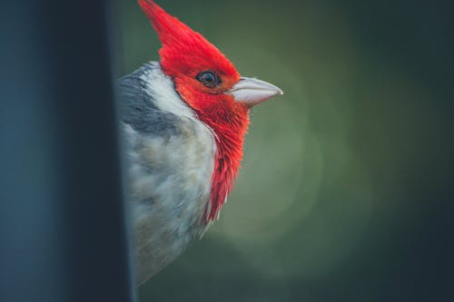 Selective Focus-photography of Red-headed Cardinal