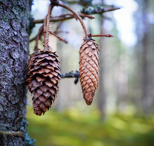 Two pine cones hanging from a tree in the woods