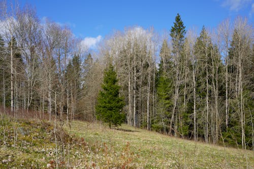 Free A field with trees and grass in the middle of the woods Stock Photo