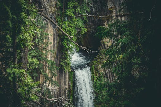 jungle free stock photo public
