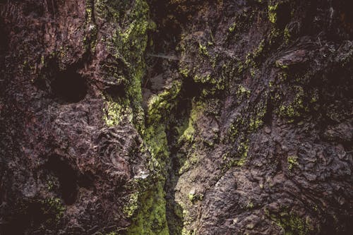 Kostnadsfri bild av grov, mönster, Mossiga stenar