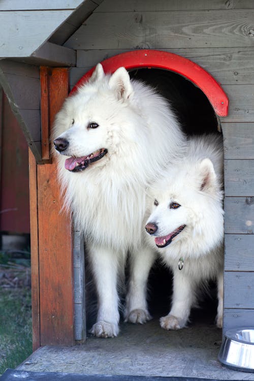 Základová fotografie zdarma na téma psi, samojed, společně