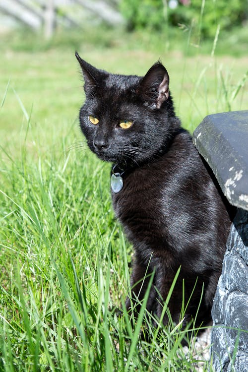 夏, 日光, 黒猫の無料の写真素材