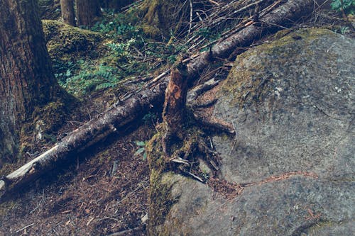 Tree Stem and Grass Field