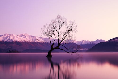 Black Withered Tree Surounded by Body of Water