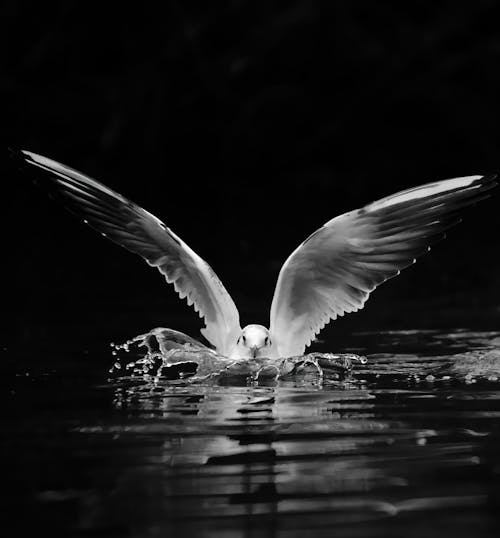 Free Blackheaded Gull landing on Water  Stock Photo