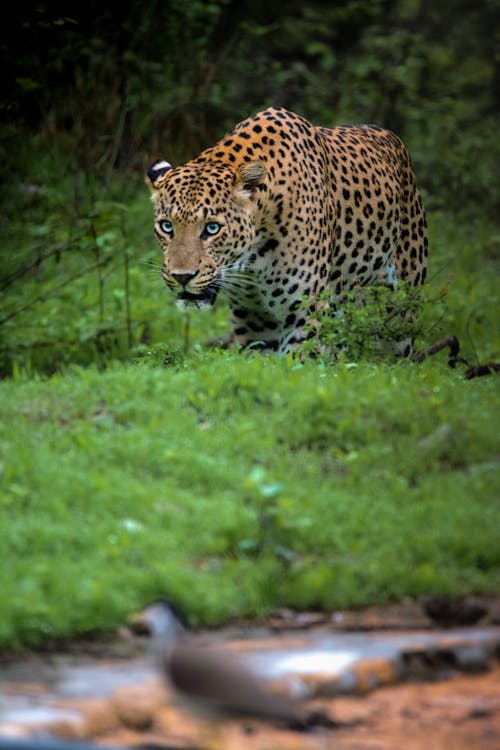 照片, 豹, 野生動物 的 免费素材图片