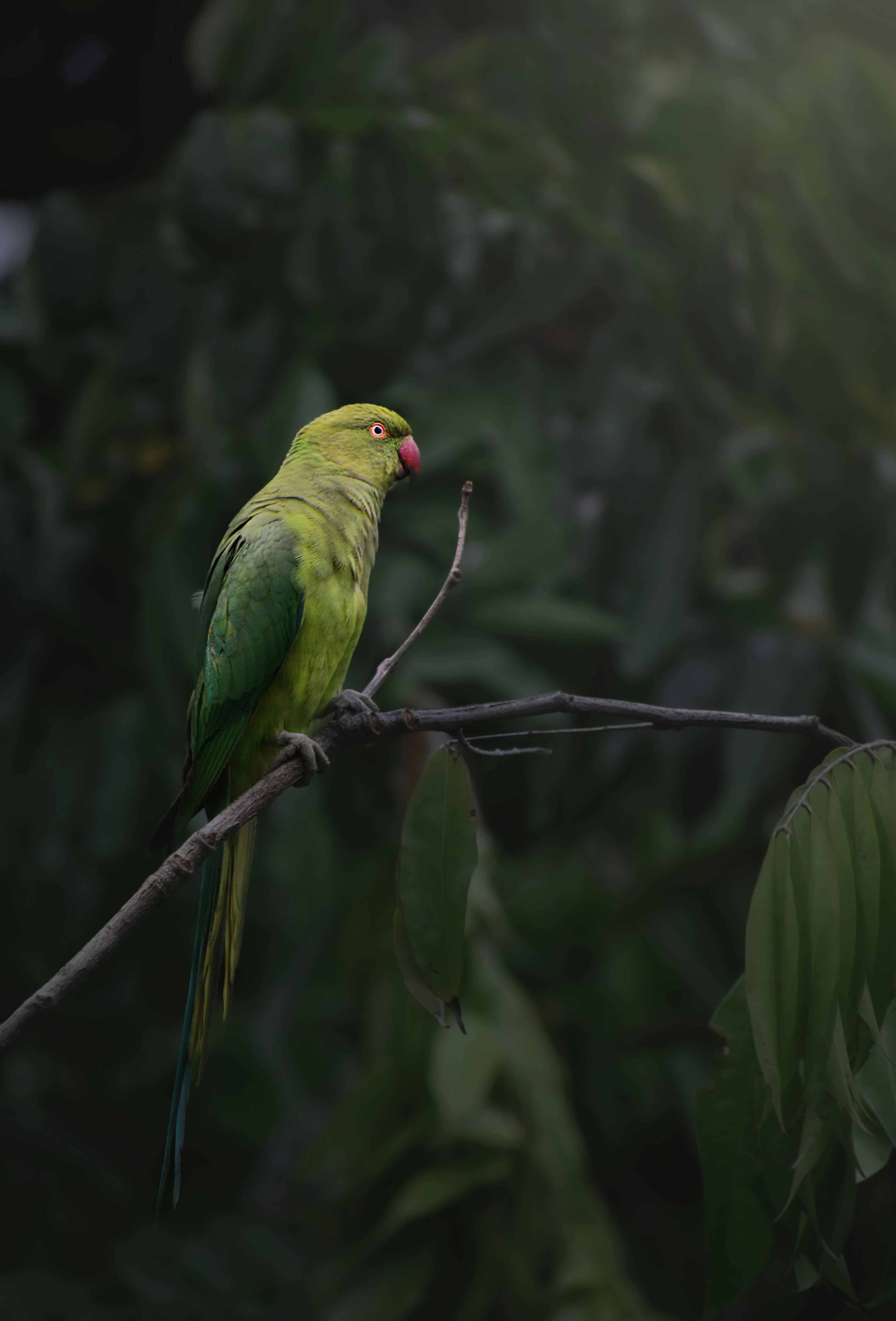 A vibrant green parakeet perches on a branch in Bengaluru, India, showcasing its tropical beauty.
