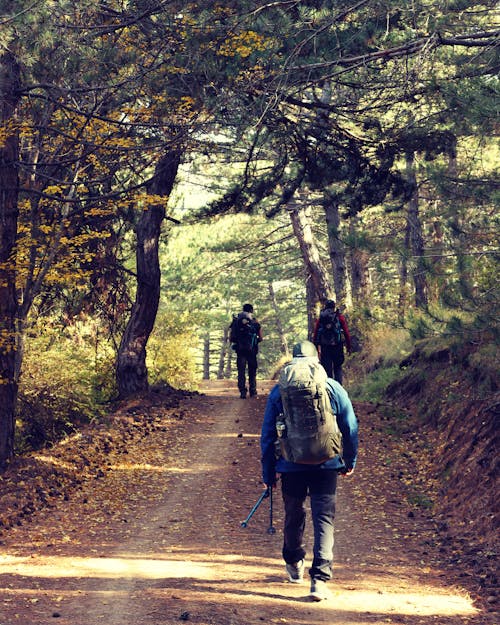 Hikers with Backpacks Walking Down a Dirt Road Through the Forest