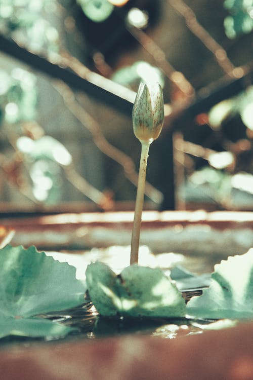 Free A small flower is growing out of a pot Stock Photo