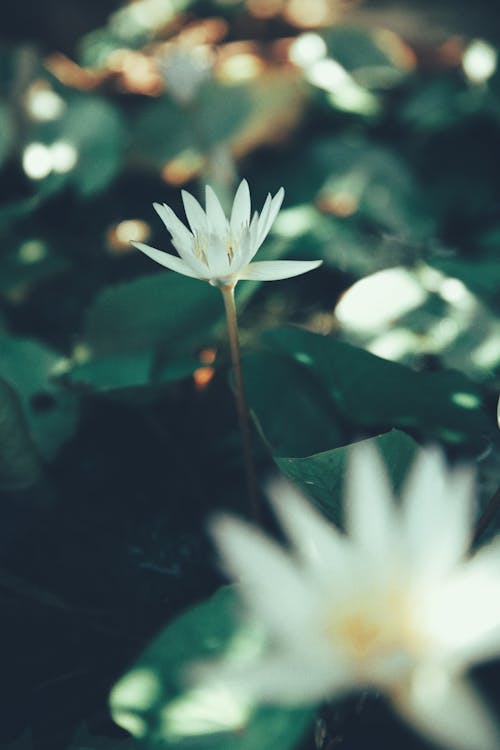 Foto profissional grátis de aumento, floração, flores