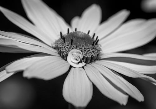 Black and white photo of a flower with a snail