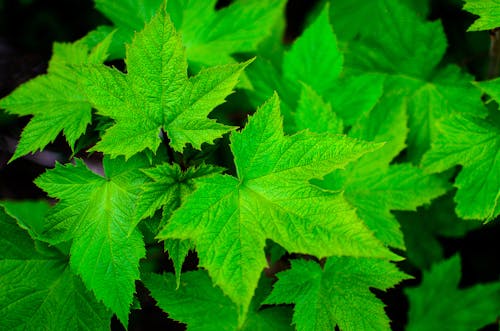 Green Leafed Plant
