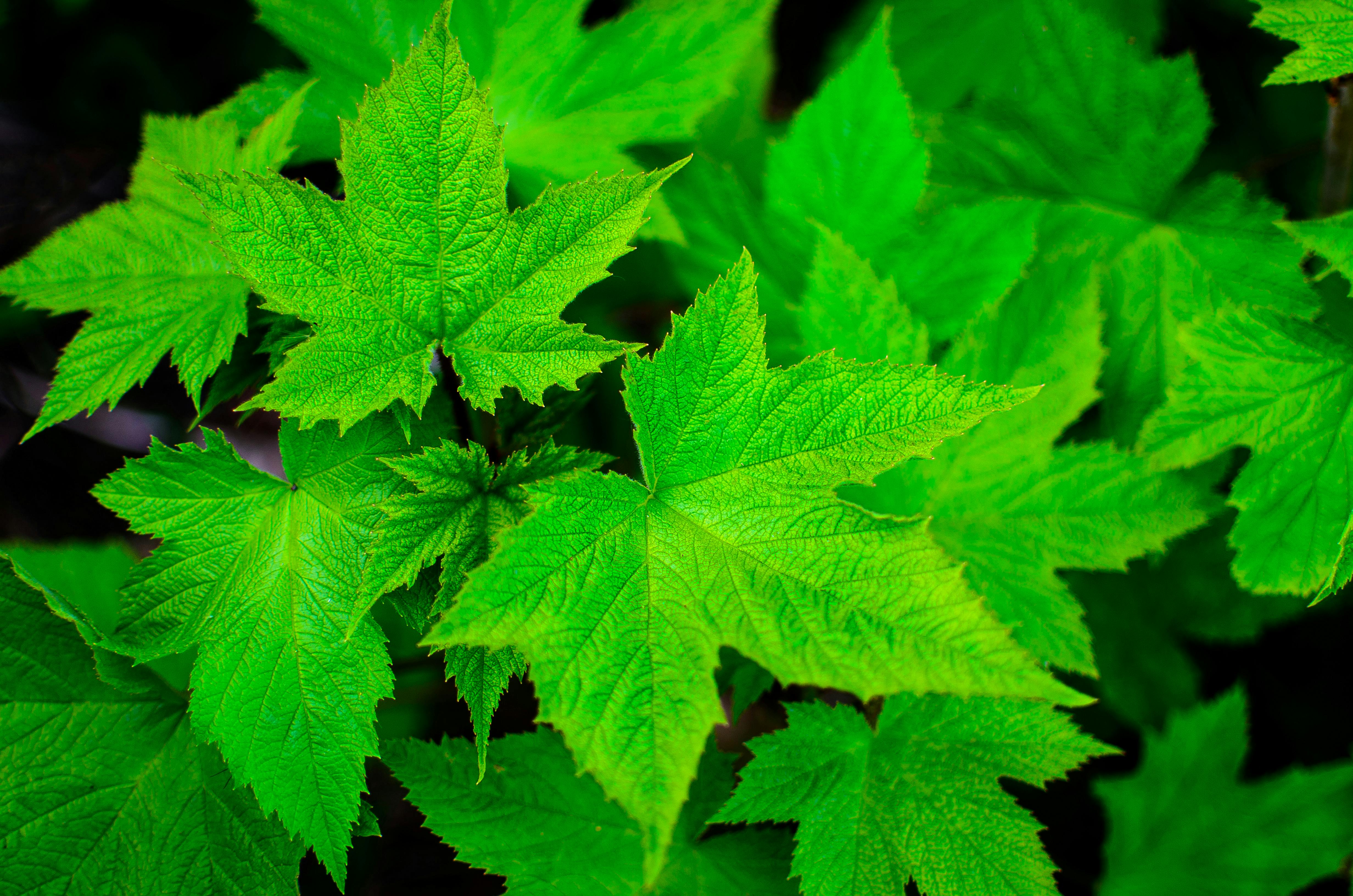 pexels-photo.jpg?cs=srgbu0026dl=nature-plant-leaf-21392.jpgu0026fm=jpg