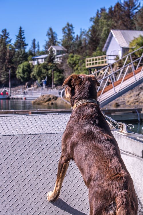 Free A loyal dog stands on a boat, overlooking tranquil waters and houses. Stock Photo