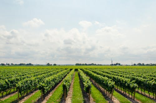 Free Green Tree Field Stock Photo