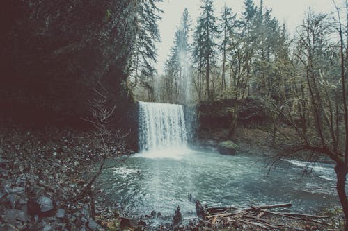 Free Waterfall Beside Forest Stock Photo