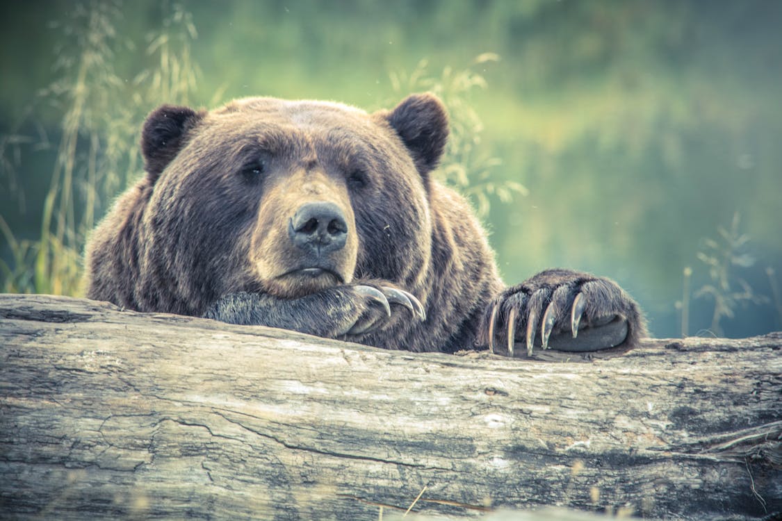 Free Brown Bear Resting on Tree Log Stock Photo