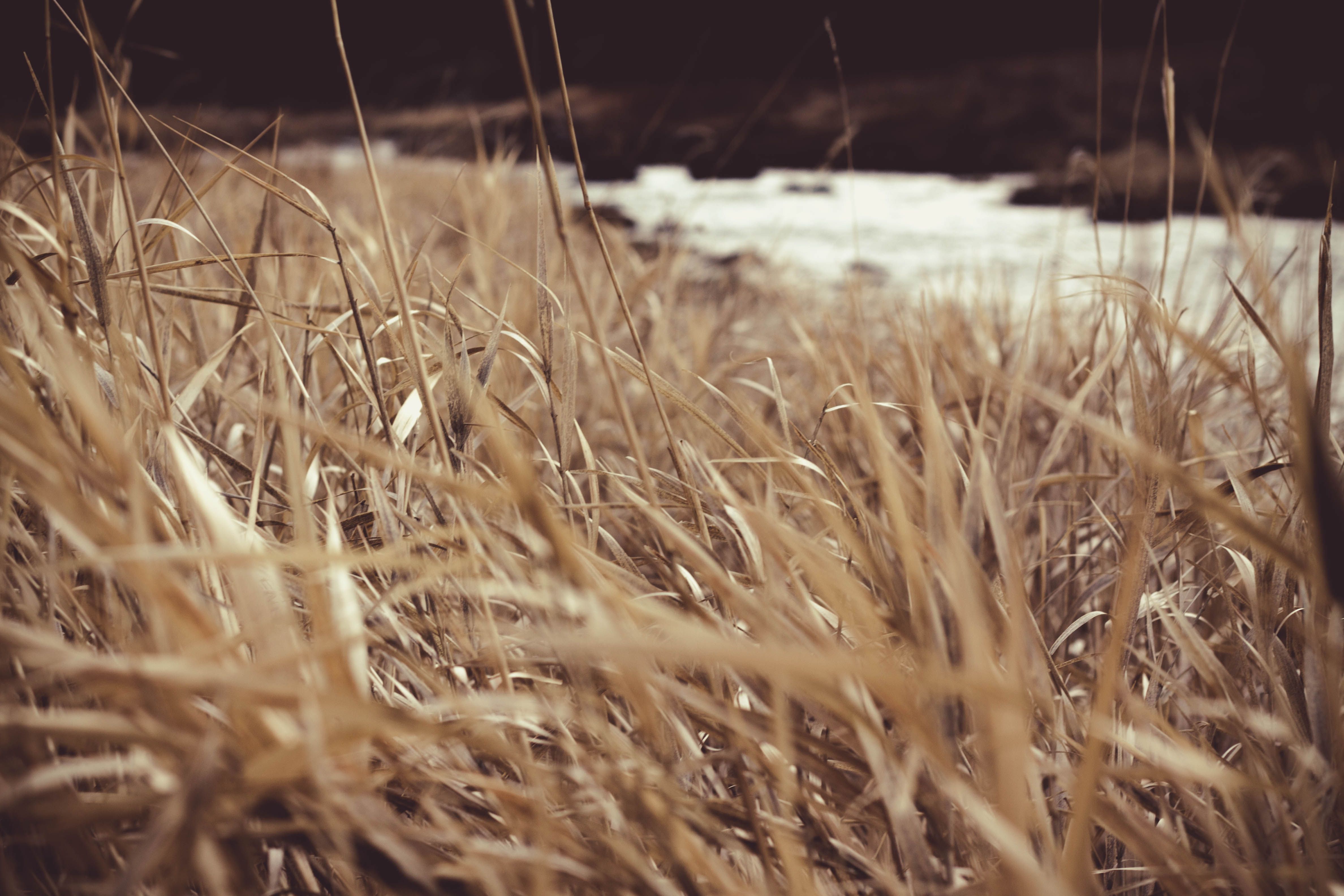 Dried Grass Field ยท Free Stock Photo