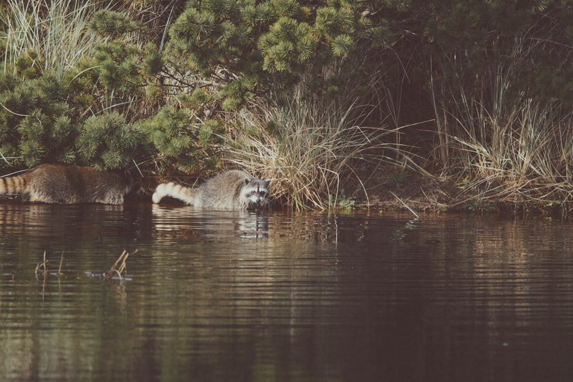 Бесплатное стоковое фото с берег реки, болотистая местность, болото