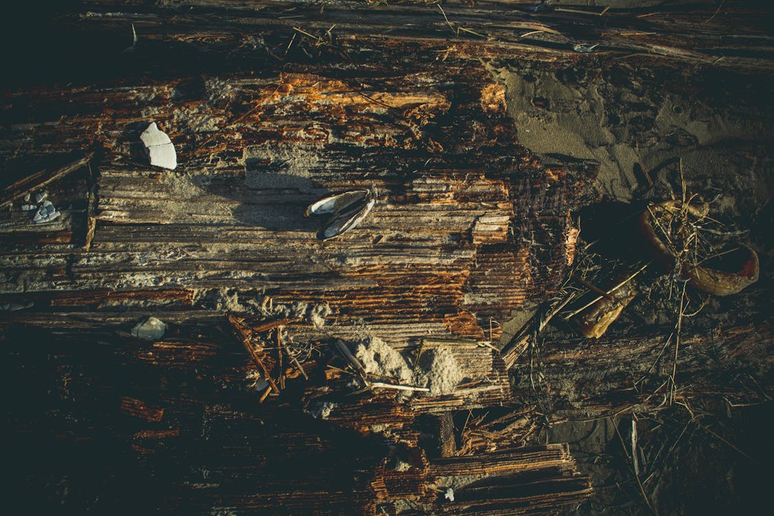 бесплатная Бесплатное стоковое фото с грязный, дерево, исследование Стоковое фото