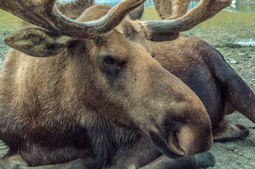 パーク, ムース, 動物の無料の写真素材