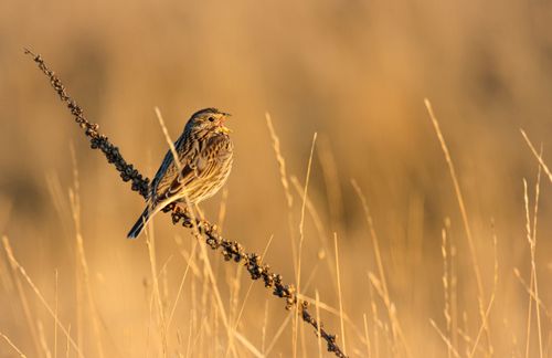 Free A sparrow perched on a dry branch in a grassy wilderness, golden light. Stock Photo