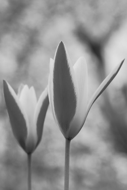 Black and white photograph of two tulips