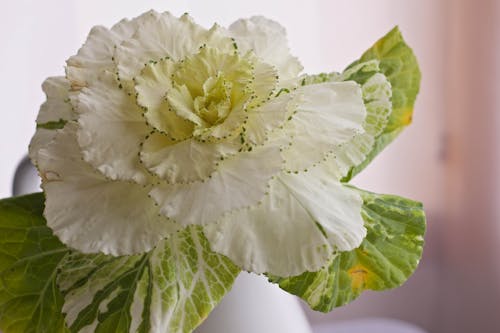 White and Green Flower