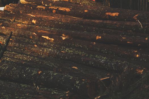 A stack of wooden logs with textured bark, captured in a forest setting with warm lighting.