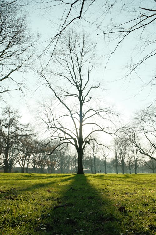 Foto profissional grátis de árvores, descoberto, grama