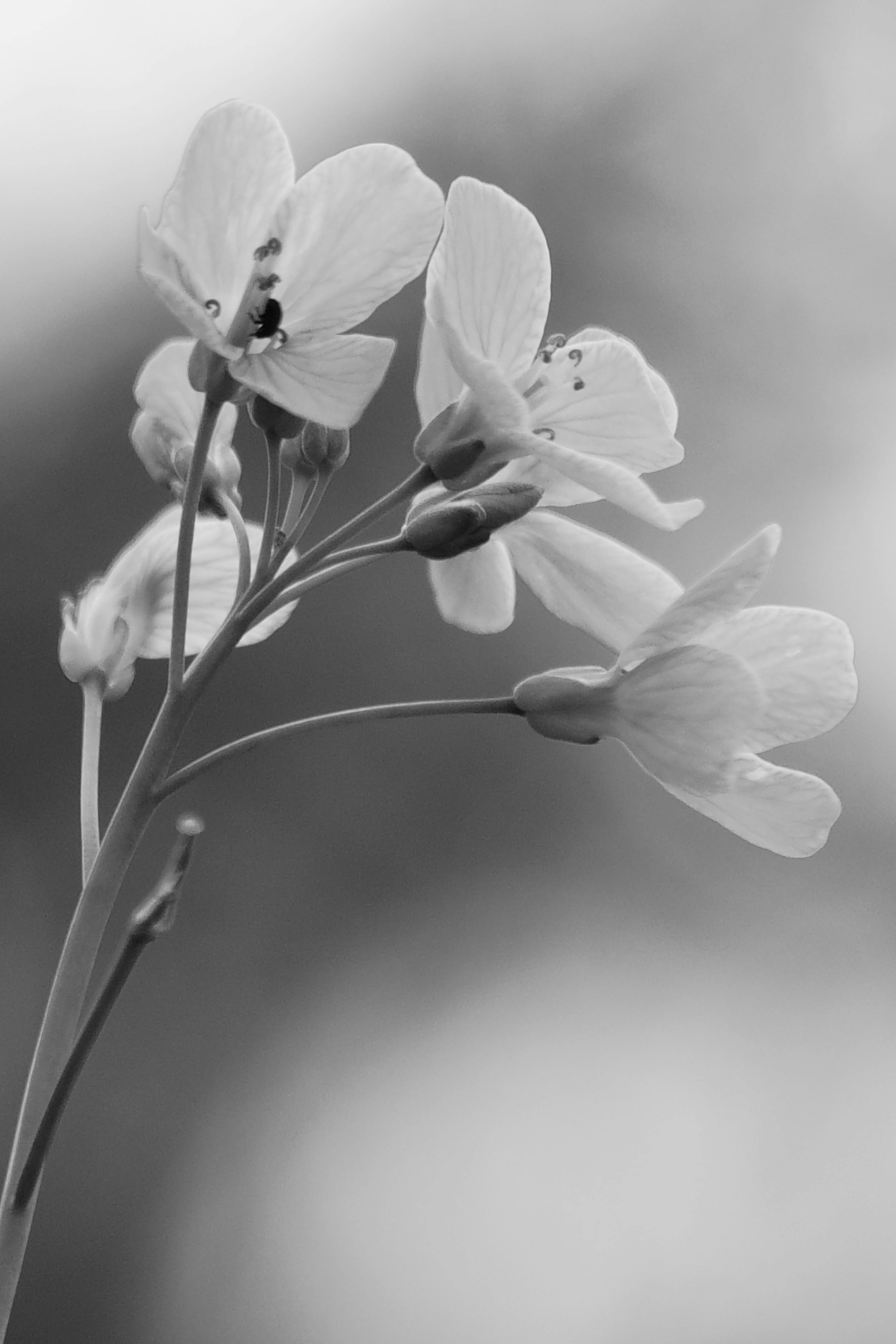 Black and white close-up of delicate flowers with soft, blurred background.