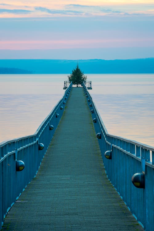 Immagine gratuita di albero di natale, lago, natura