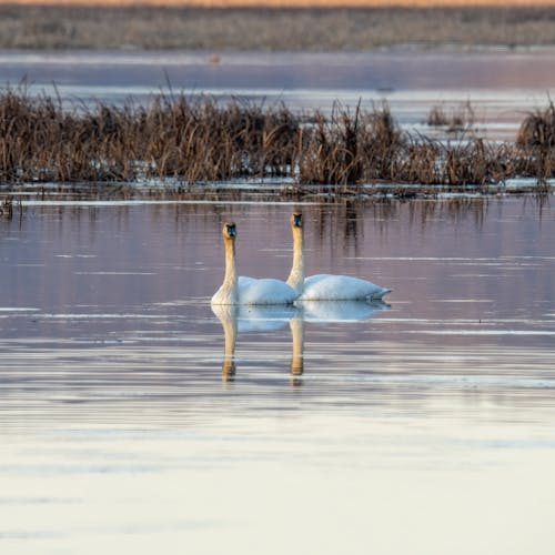 Photos gratuites de bassin, bec, canard