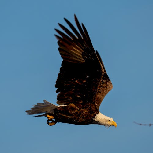 Foto profissional grátis de água-de-cabeça-branca, águia, águia-pescadora