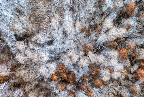 Aerial view of trees in winter