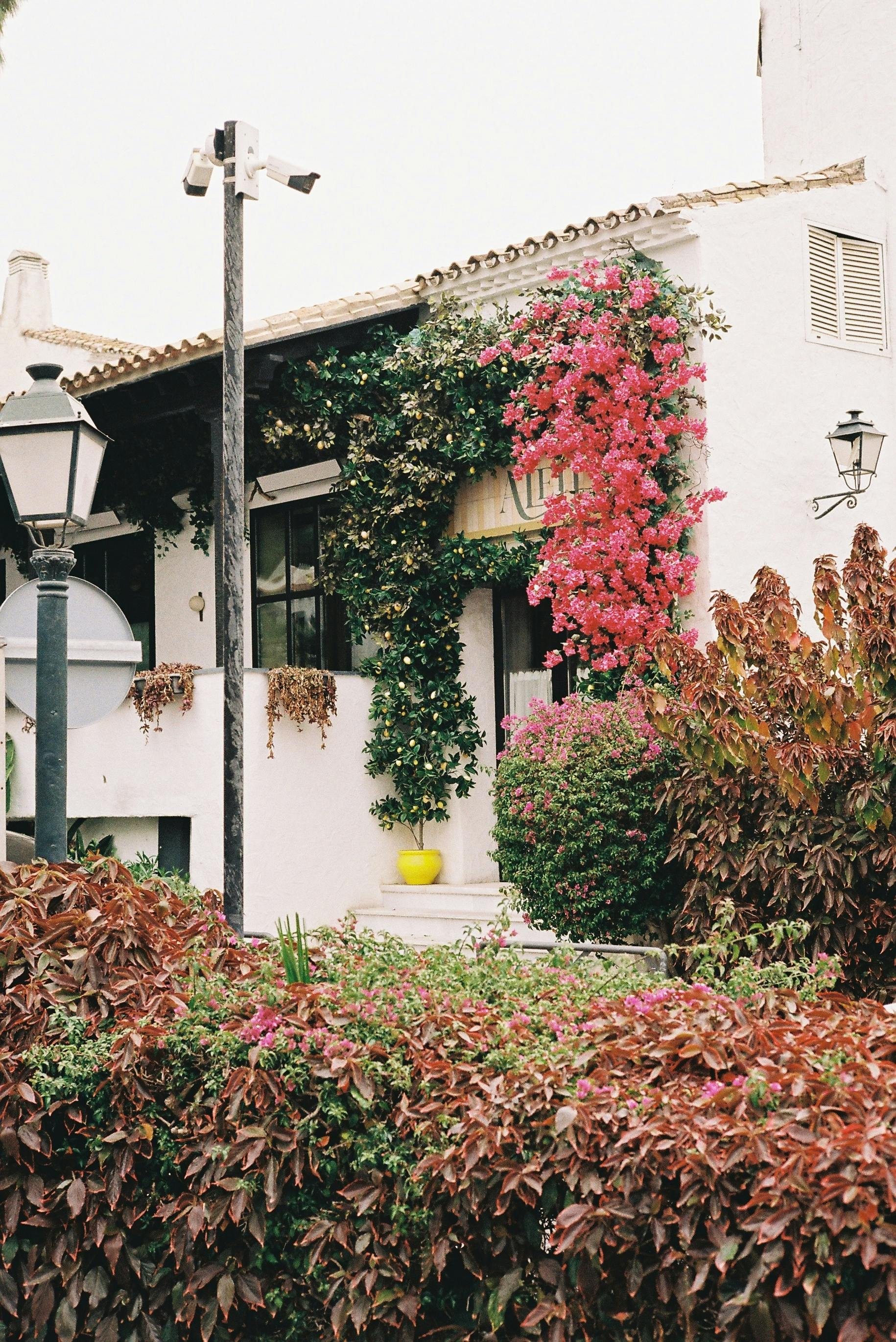 免費 九重葛, 五顏六色的花朵, 垂直拍攝 的 免費圖庫相片 圖庫相片