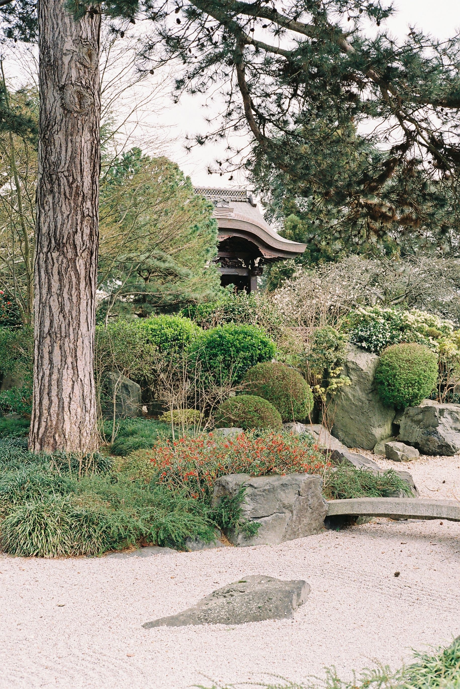 Tree, Plants and Bushes in Garden · Free Stock Photo