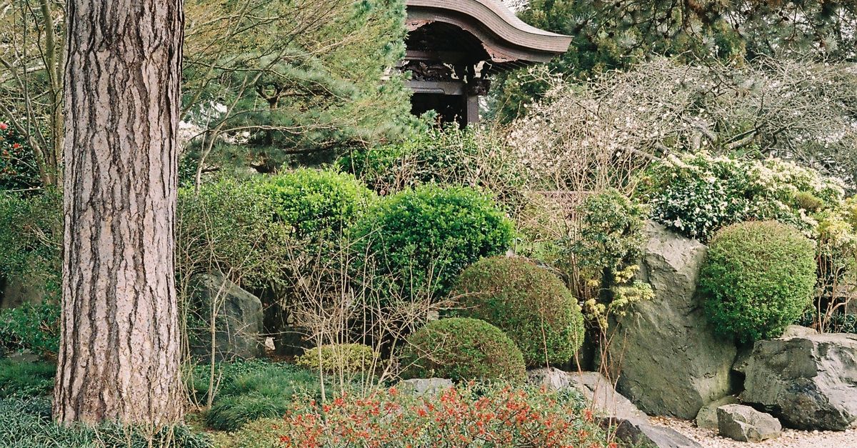 Bushes Like Tree Tree, Plants and Bushes in Garden · Free Stock Photo