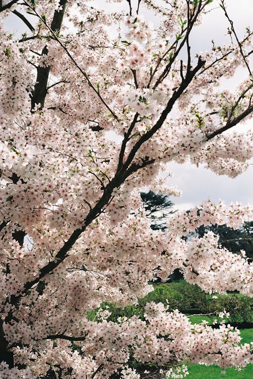 봄, 수직 쐈어, 자연의 무료 스톡 사진